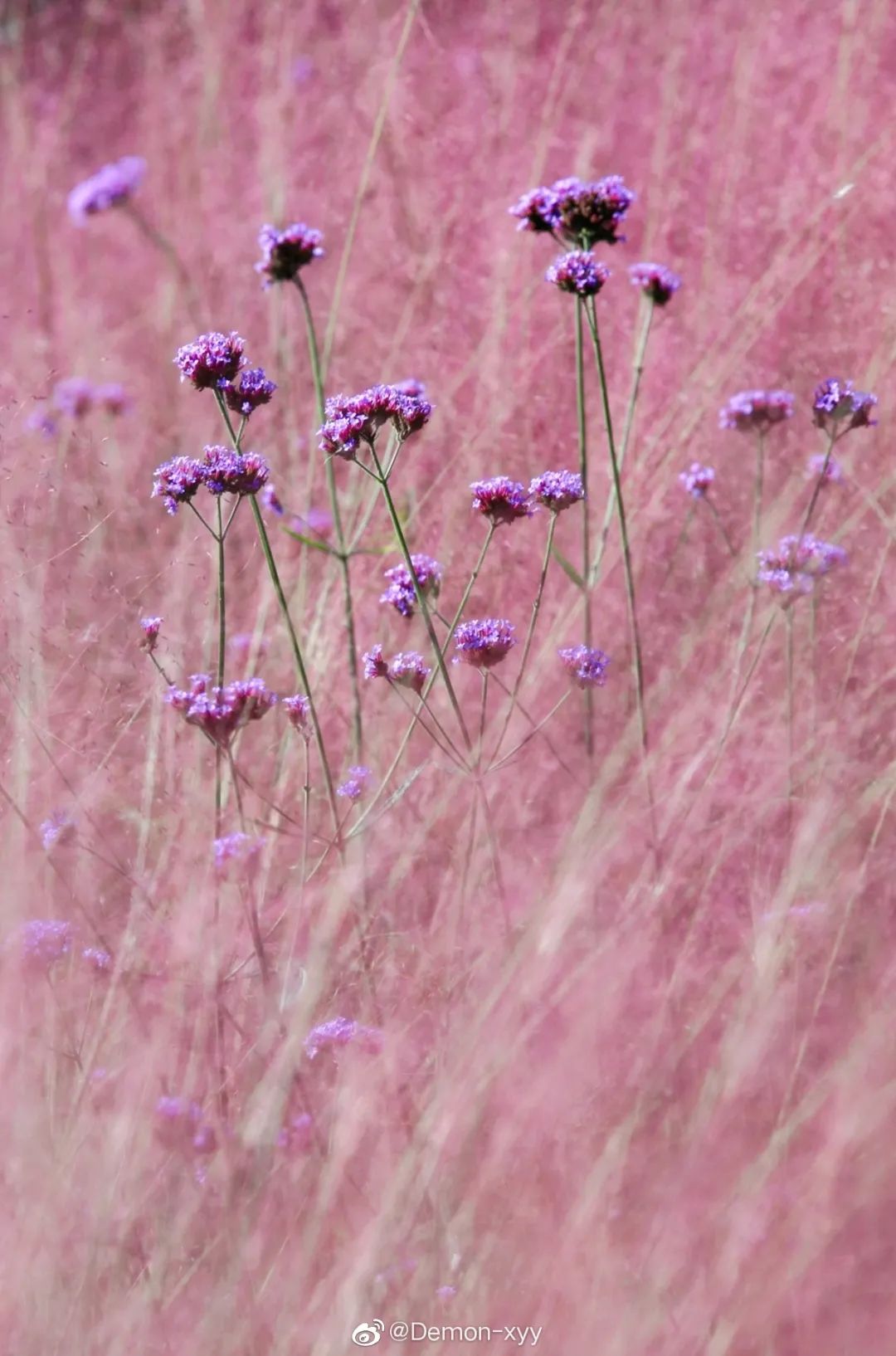 粉黛乱子草红了！成都周边这6个地方，不收门票这周就能去
