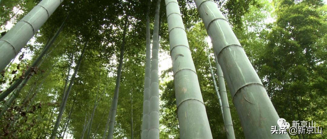 京山凉爽的旅游景点有哪些,生态京山景点