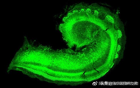 新的研究或许能带来新的治疗突破,新的研发实验