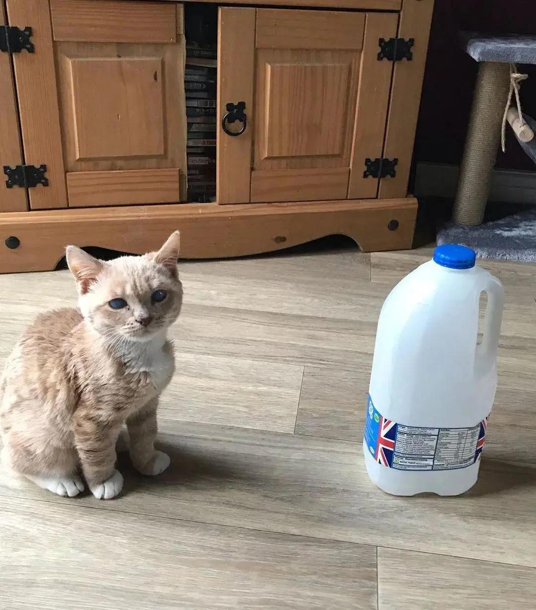 长了一双风暴之眼的侏儒猫咪，命运多舛，幸得善终