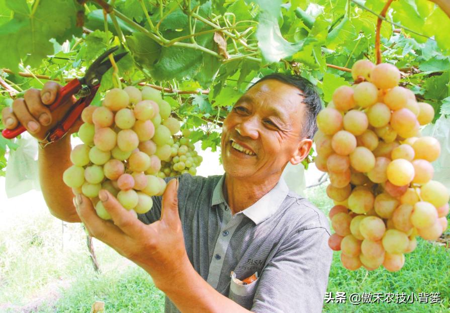 生石灰改良土壤的具体方法,撒石灰灭土壤病害