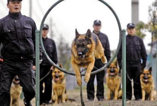 德国牧羊犬适合小孩子养吗,德国牧羊犬养公的还是母的好