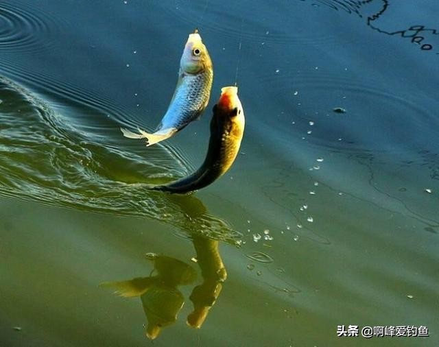 钓鱼初学入门基础知识,新手学习钓鱼入门基本知识