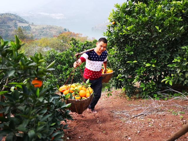 秭归一年四季都有哪些橙子,秭归悬崖上的橙子