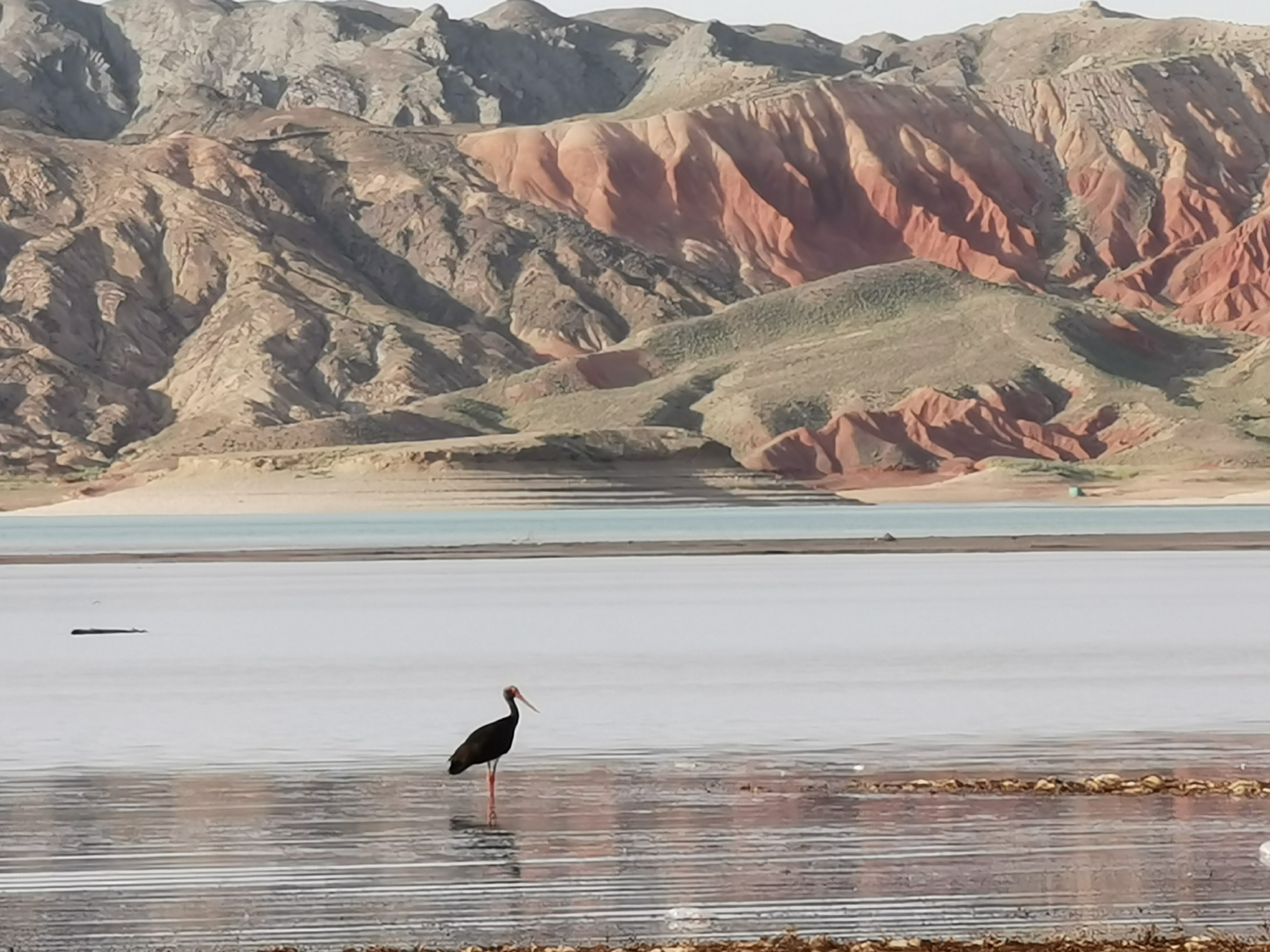 自驾青甘大环线要多少费用,自驾青甘大环线一星期预算