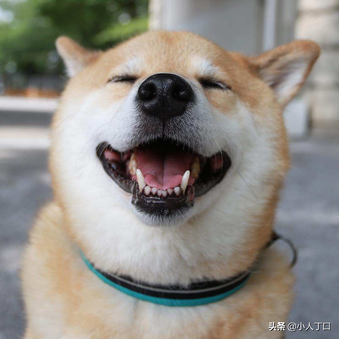 科普30种比较出名的宠物狗,公认最好养的十种宠物狗