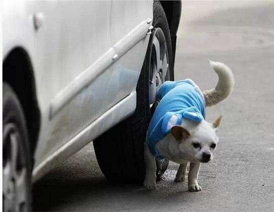 新手怎么解决狗狗乱拉乱尿的问题,怎么处理狗狗排泄问题