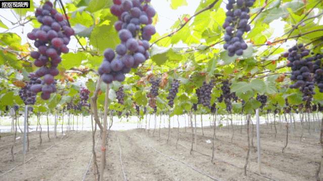 爱上福建的理由,爱上顺德的n个理由