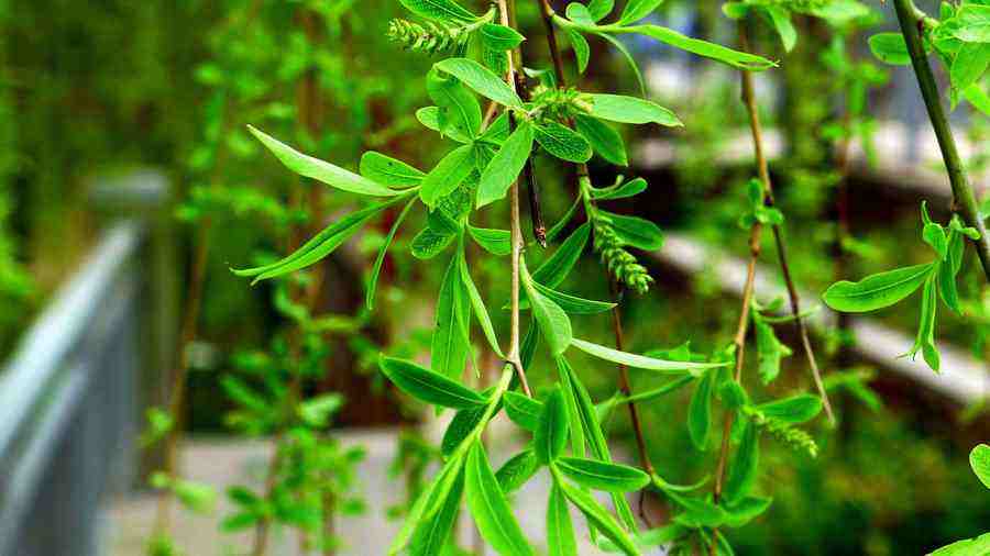 咏柳是曾巩写的还是贺知章写的,贺知章咏柳和曾巩咏柳的异同