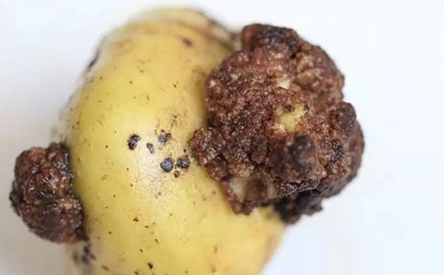 马铃薯腐坏病,马铃薯茎腐病怎么治疗