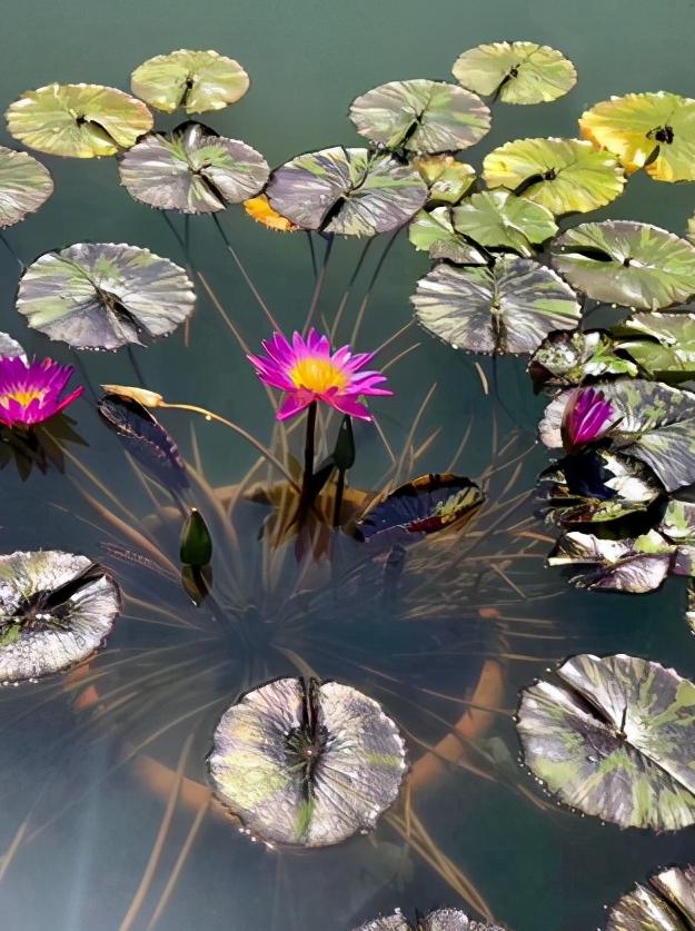 辽宁省盘锦市有哪几个区,辽宁省盘锦市所辖区有哪些