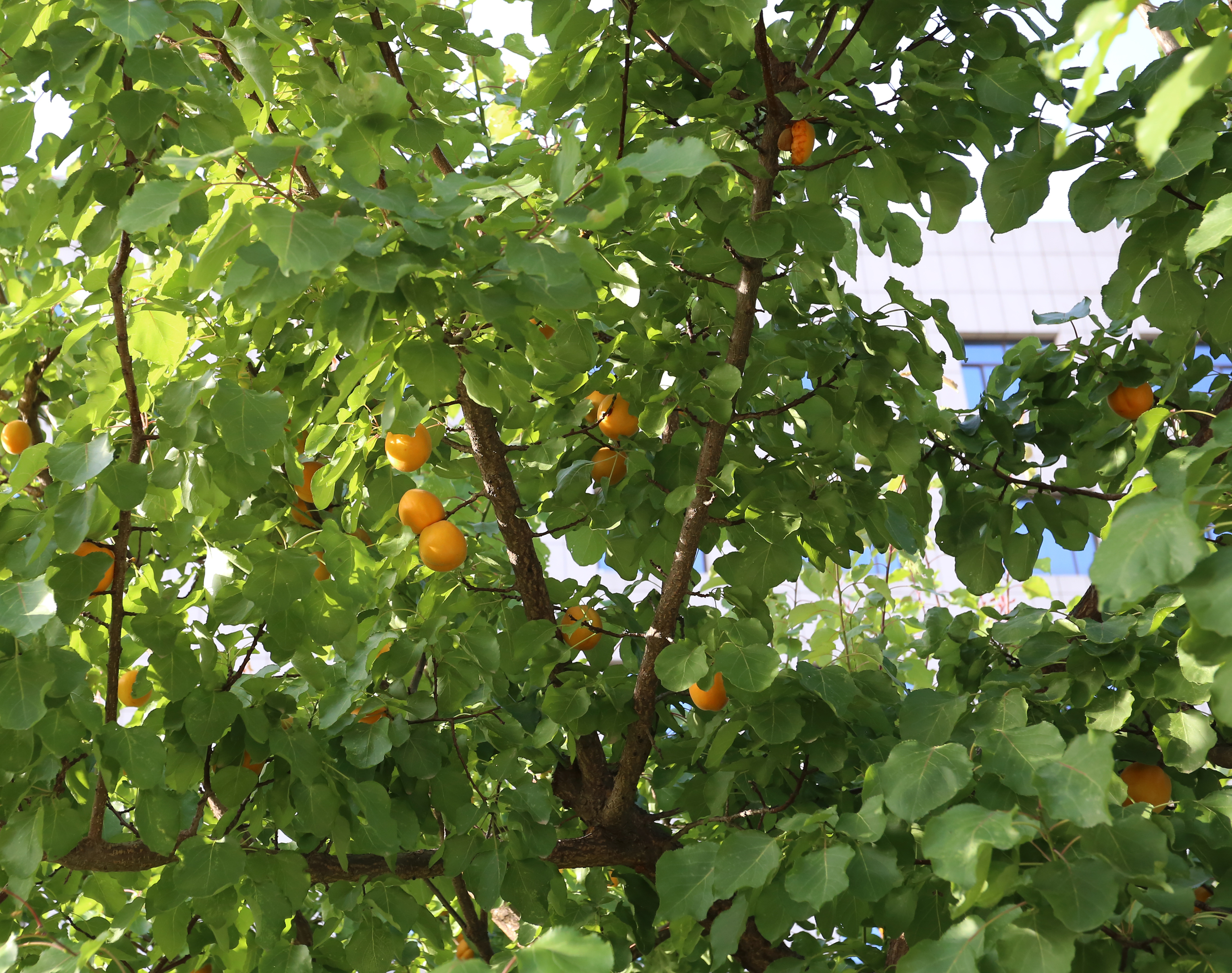 瀛熷鍗虫櫙,瀛熷鍗虫櫙鍙よ瘲涓冨緥