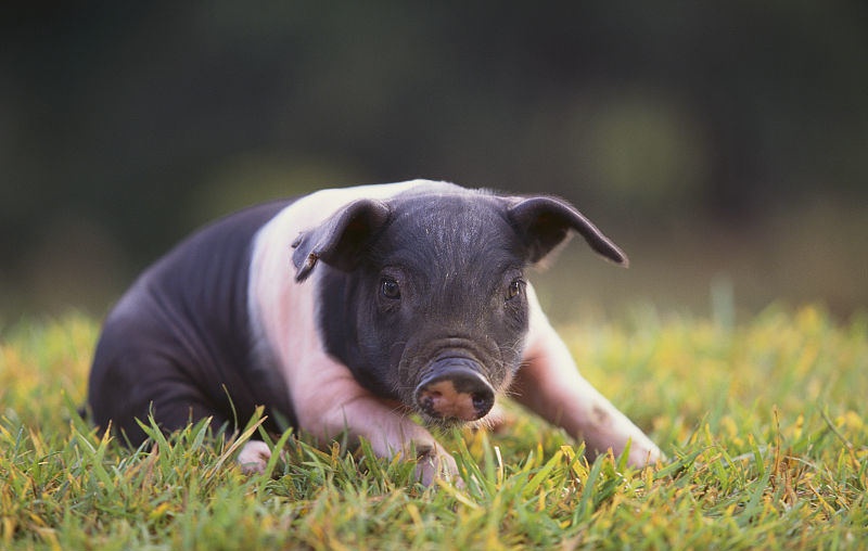 有知识又好笑的冷知识,20个超有趣的冷知识问题