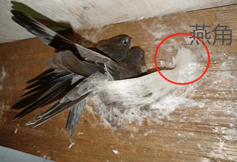 燕窝哪种好,燕窝选什么样的最划算