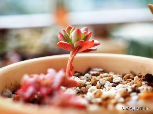 过年回家浙江多肉如何过冬,过年回家买多肉