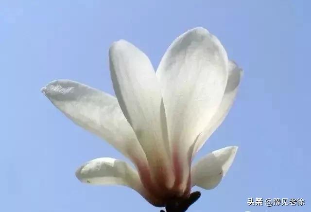 南阳赏花最佳地点,南阳春天赏花的地方有哪些推荐