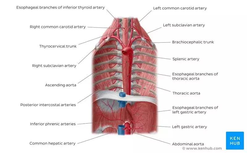 食管动脉血供来源,食管淋巴引流区