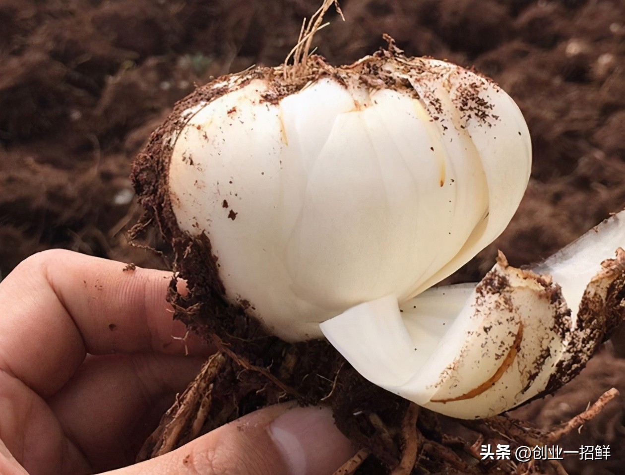 适合农村创业的最新致富项目,农村小本创业致富项目加工