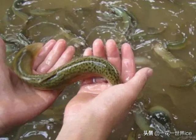 泥鳅的销路现状,泥鳅养殖市场行情