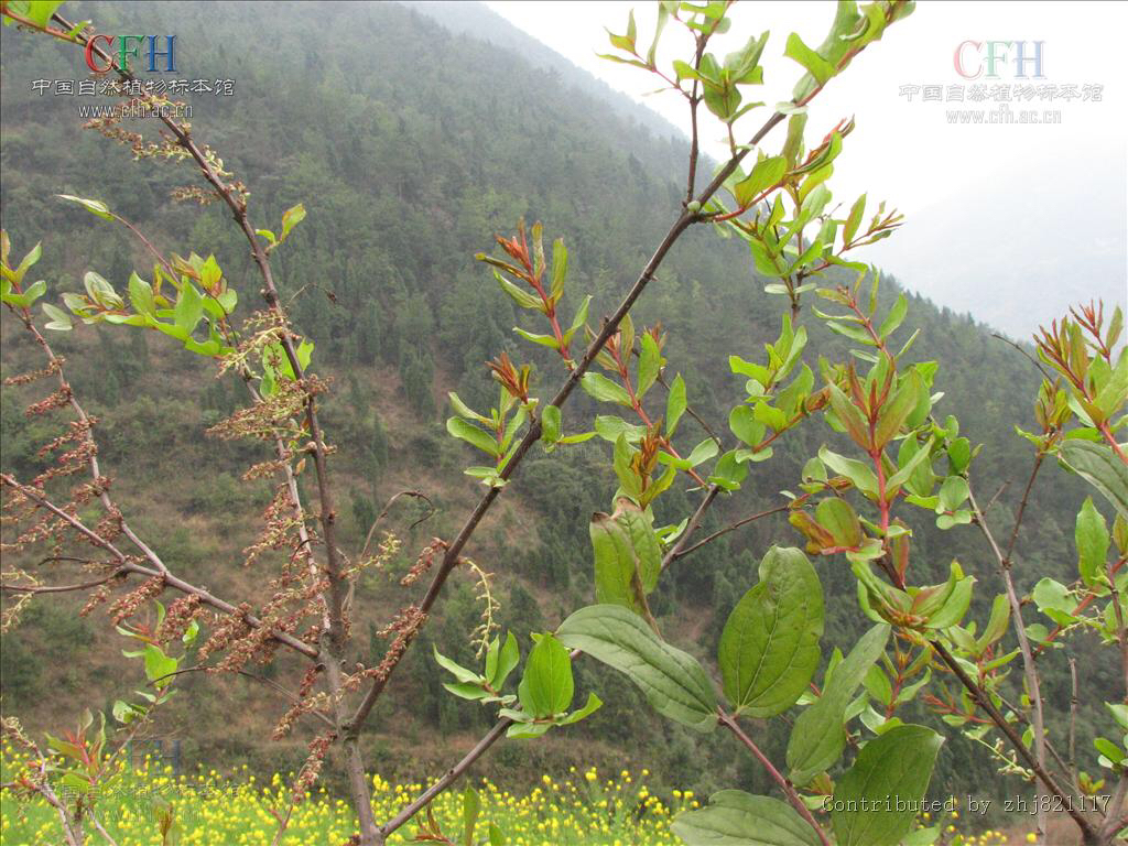 马桑叶图片,中药材桑叶