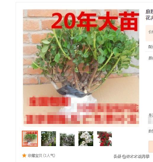 买月季还被骗？教你远离月季网购陷阱，辨别真伪拒绝蔷薇小白花
