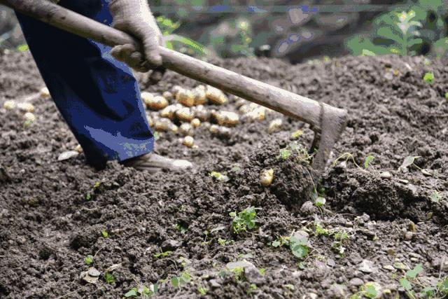 三农工作对乡村振兴的重大意义,三农工作中乡村振兴的前提是什么