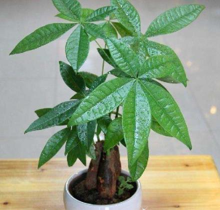 发财树什么样的情况下还能救活,发财树很细怎么办