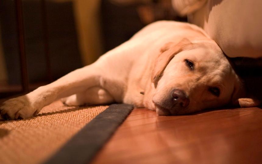 养拉布拉多需要注意什么事项,养幼犬拉布拉多吃方面要注意什么