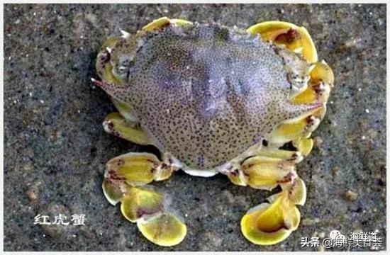 好吃不贵的海鲜种类有哪些,最好吃又最常见海鲜有几种