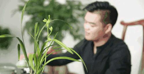 每日一品花草图片,每日一品