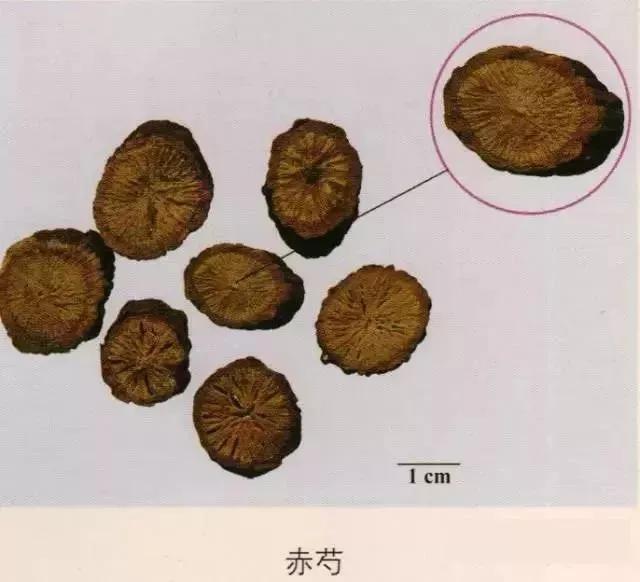 中药材图片大全大图带药名,200多味中药材图谱带图