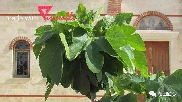 想自己种一棵树,想种自己的树