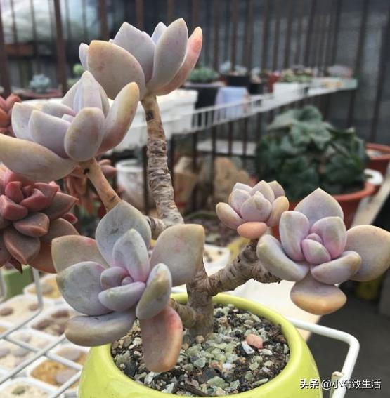 10种公认最好养好养的多肉老桩,比较好养的多肉老桩