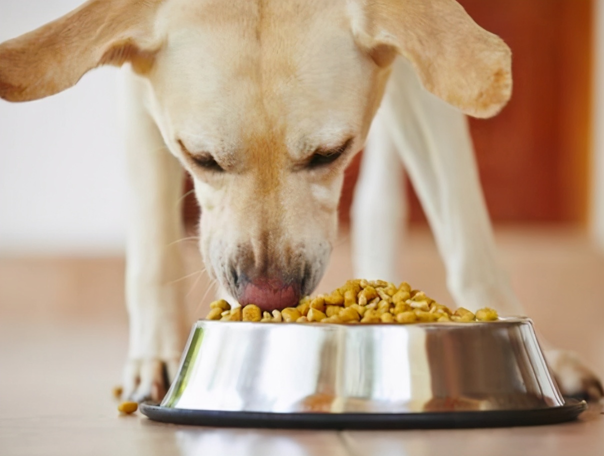 狗狗身体有虫哪几种表现,狗狗出现这六种症状