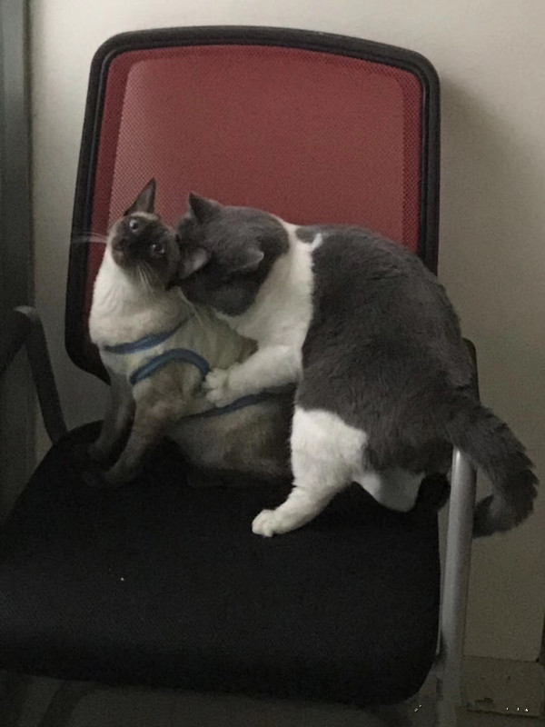 宠物市场买到星期猫,买猫怕买到星期猫该怎么做