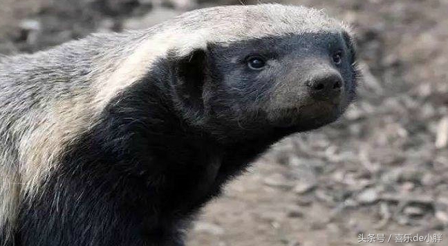 动物界的平头哥是怎么火的,平头哥动物界的扛把子