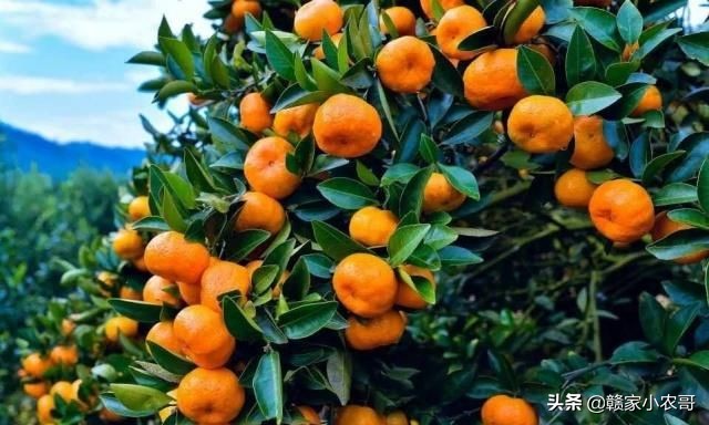 江西的十大特产菜有哪些图片,江西特产100种