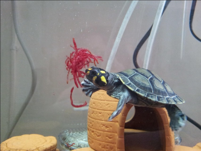 水族箱养鱼龟混养造景,热带鱼混养龟最佳搭配