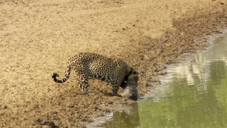女子在湿地公园拍到豹子要吃乌龟,刚要感慨,没想到事情有了转机