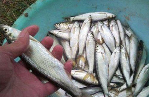 水清鱼少怎么钓鲢鳙,水清不开口怎么钓鱼