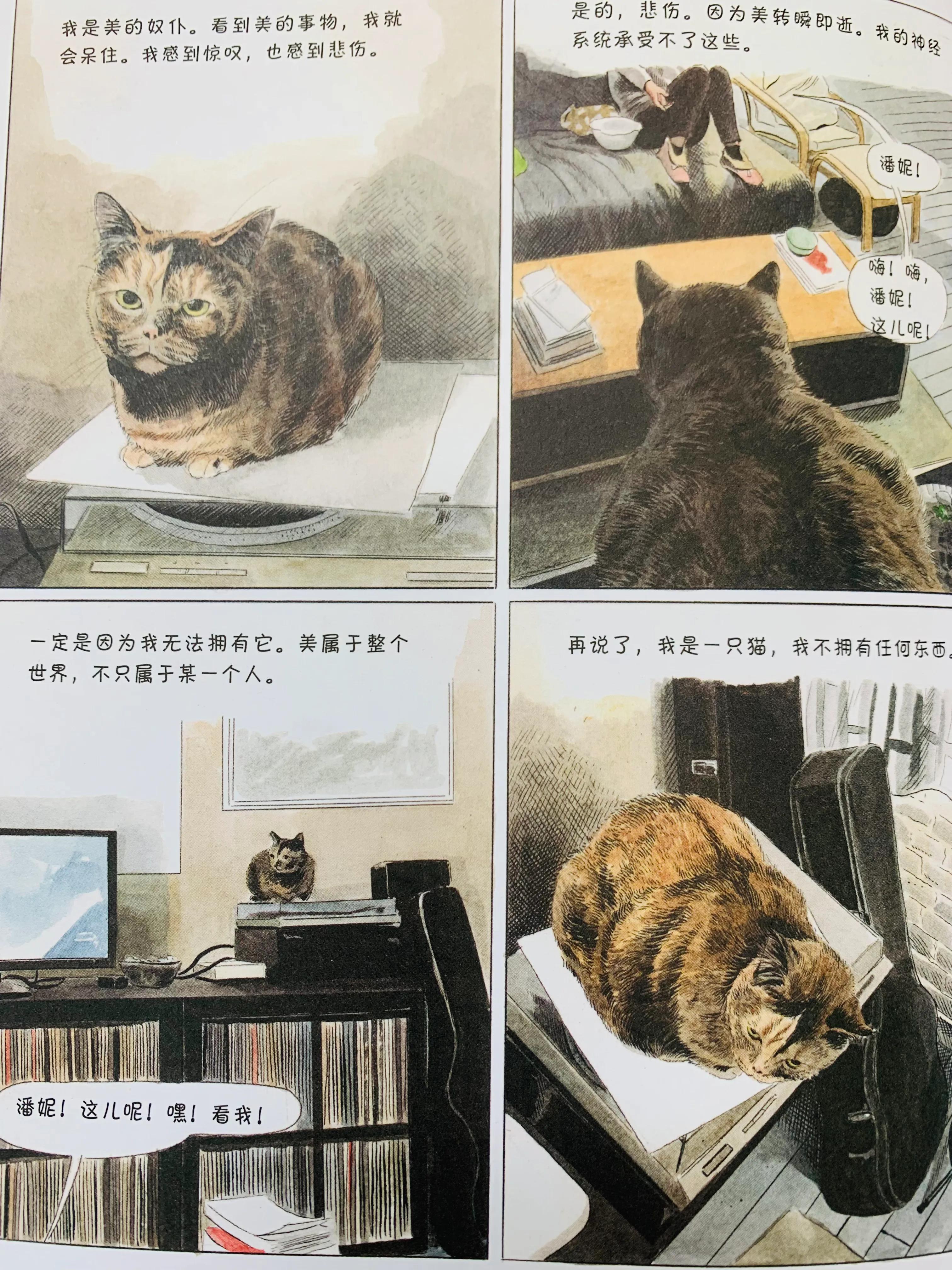 猫咪漫画治愈系短片,猫咪的搞笑漫画