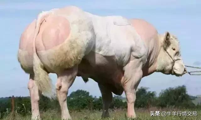 牛常见品种有哪些,牛的品种介绍及图片