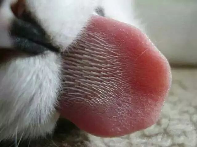 如何纠正猫咪的尿床行为,怎么彻底解决猫咪尿床