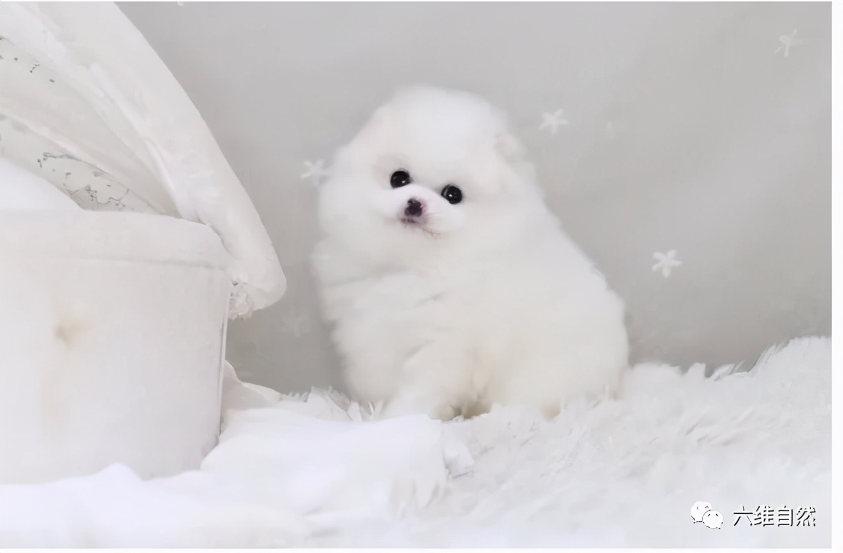 一只博美掉入泳池,一只狗掉进泳池