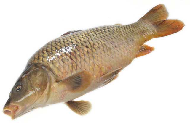 鲤鱼是一种什么样的鱼类,鲤鱼是在哪些地方洄游