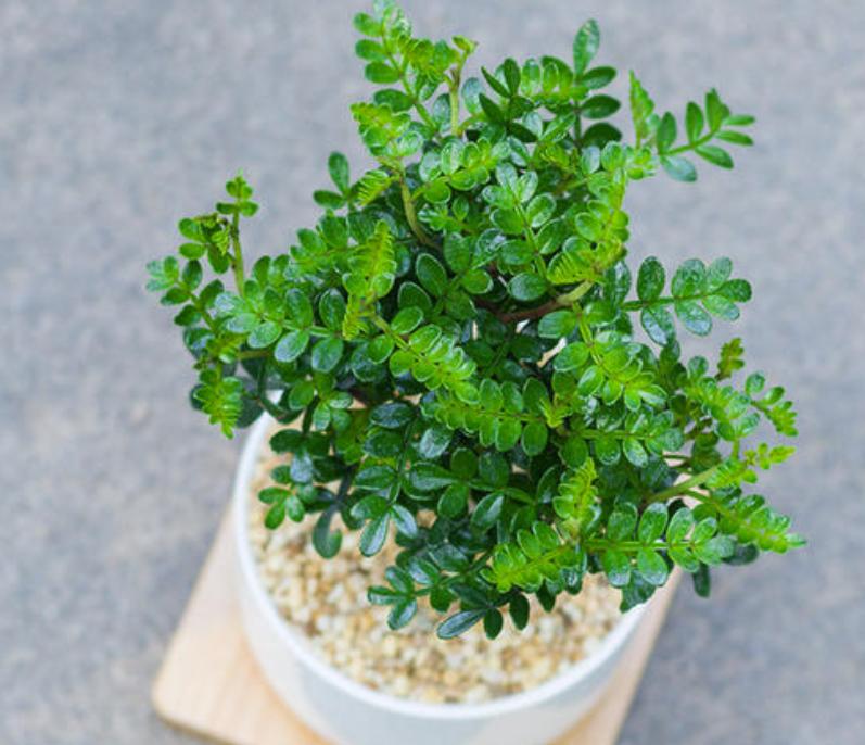 科普：清香木？胡椒木？如何区分大揭秘！十有八九你上当了