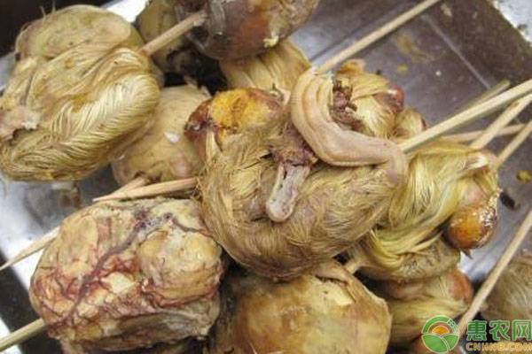 毛鸡蛋成本多少,毛蛋多少钱