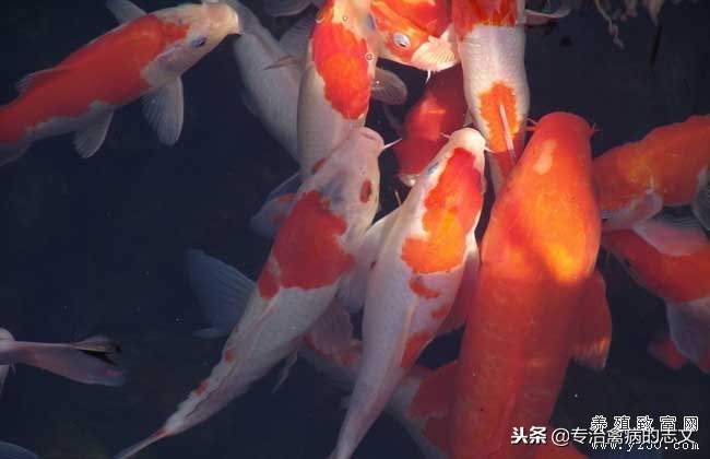 养殖简易大棚搭建成本多少钱一亩,养殖大棚如何节约成本