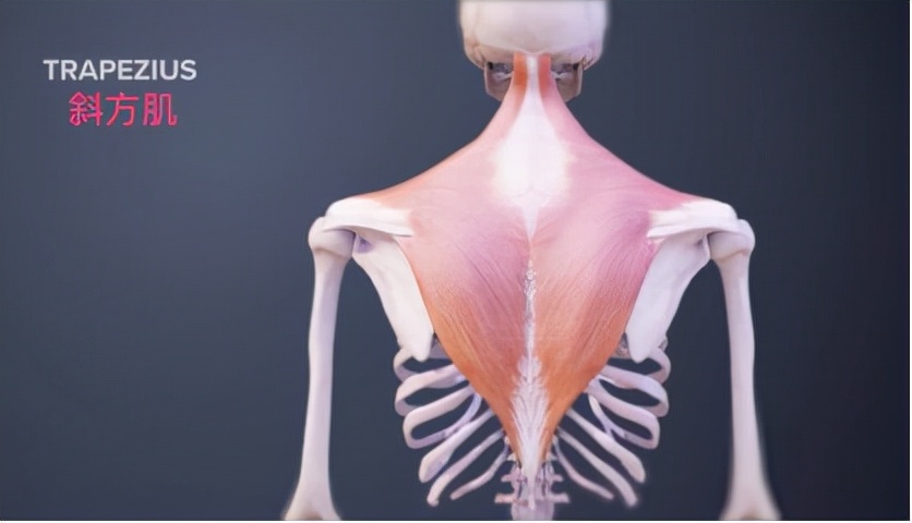 颈部的健身训练,wildfieldhealth牌子如何