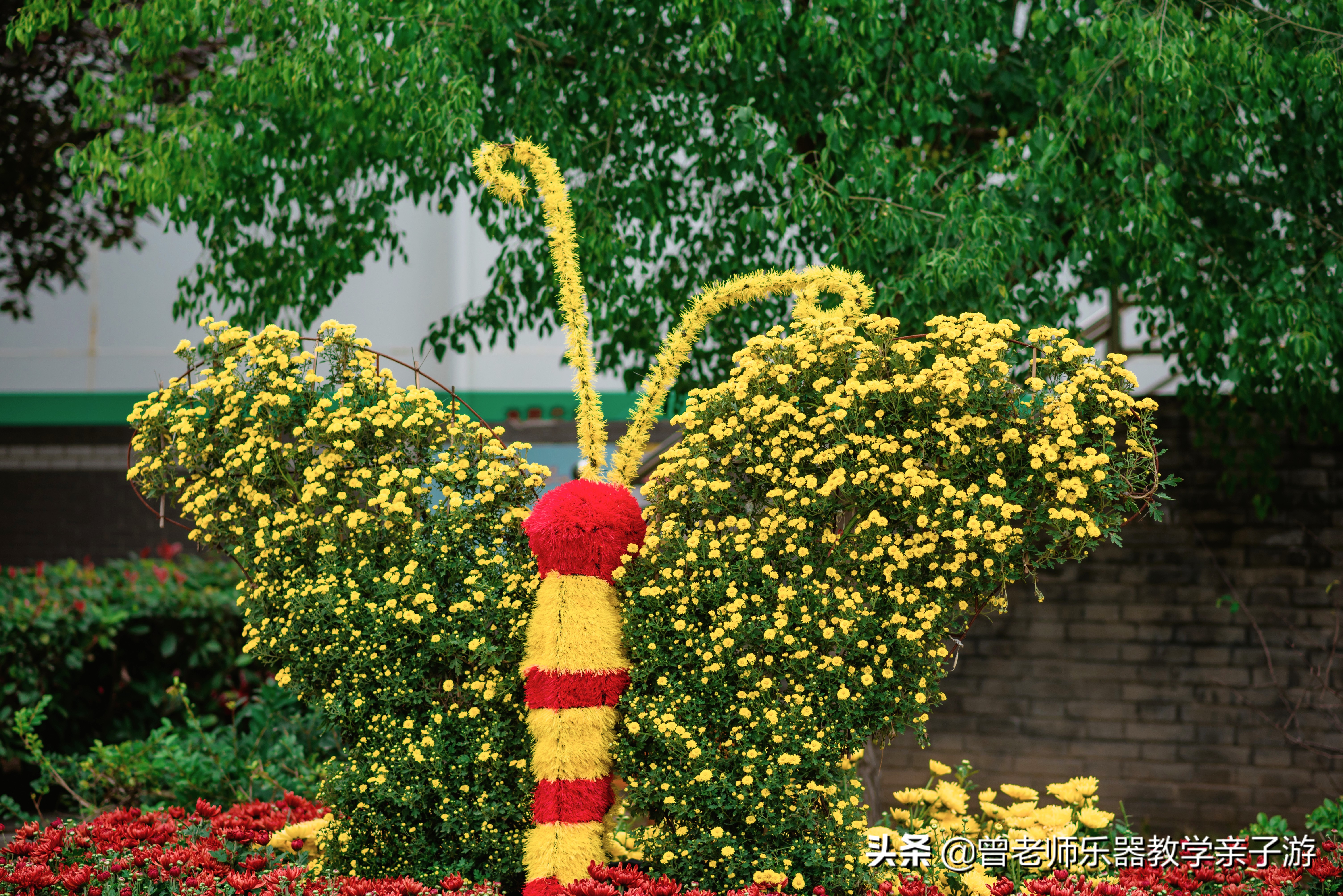 爱菊研学游,爱菊丝路文化菊花园西安